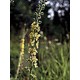 Bach Flower Remedies for Animals - Agrimony